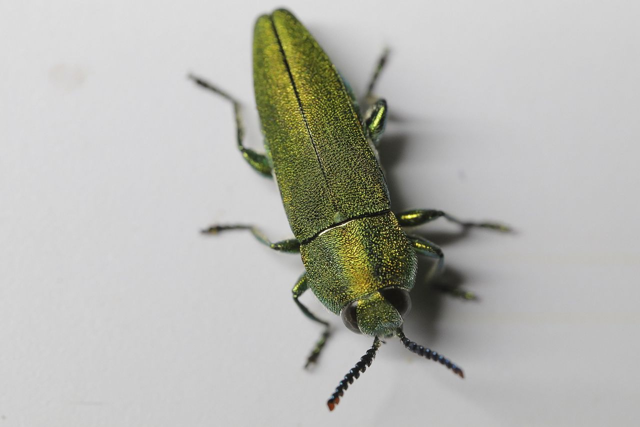 Buprestidae: Anthaxia hungarica